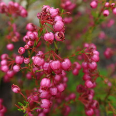 Erica multumbellifera