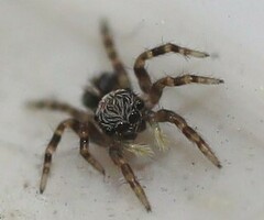 Pseudeuophrys lanigera