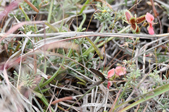 Freyeria trochylus