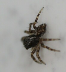 Pseudeuophrys lanigera