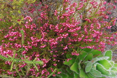 Erica multumbellifera