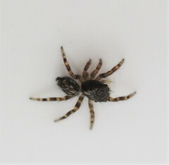 Pseudeuophrys lanigera