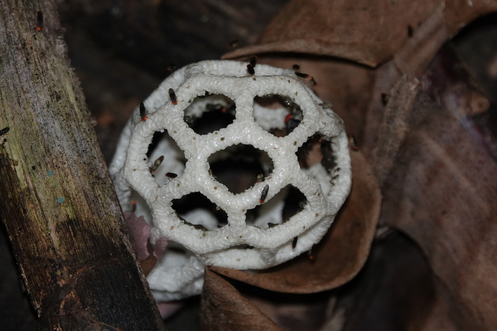 clathrus-roseovolvatus-from-arroyo-abreu-abreu-cabrera-dominican