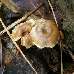 Xeromphalina cauticinalis pubescentipes