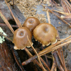 Xeromphalina cauticinalis pubescentipes