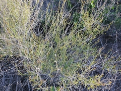 Carlowrightia linearifolia
