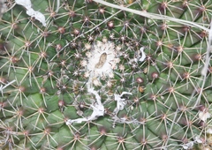 Mammillaria meiacantha