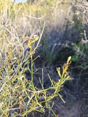 Carlowrightia linearifolia