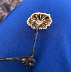 Xeromphalina cauticinalis pubescentipes