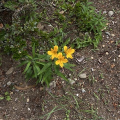 Alstroemeria aurea