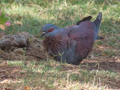 Columba guinea phaeonota