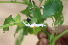 Solanum stoloniferum