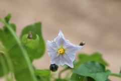Solanum stoloniferum