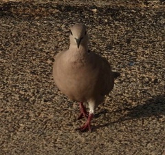 Streptopelia roseogrisea