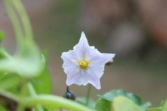Solanum stoloniferum