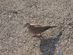 Streptopelia roseogrisea