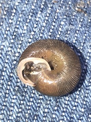Triodopsis hopetonensis