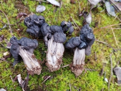 Helvella