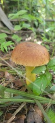 Boletus luridellus image