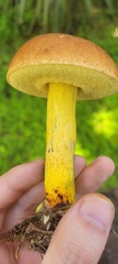 Boletus luridellus image