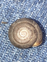 Triodopsis hopetonensis