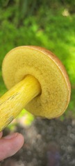 Boletus luridellus image
