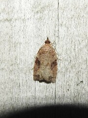 Apoctena orthropis