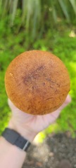 Boletus luridellus image