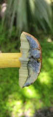 Boletus luridellus image