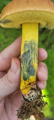 Boletus luridellus image
