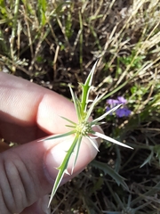 Eryngium echinatum