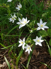 Ornithogalum umbellatum