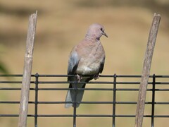 Streptopelia senegalensis senegalensis