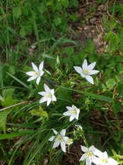 Ornithogalum umbellatum