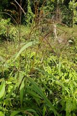 Digitaria violascens