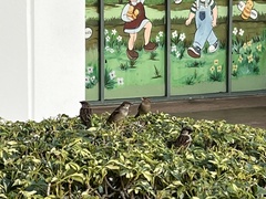 Passer domesticus