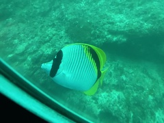 Chaetodon lineolatus