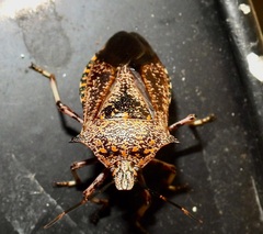 Alcaeorrhynchus grandis