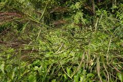 Digitaria violascens