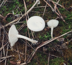 Clitocybe leucodiatreta