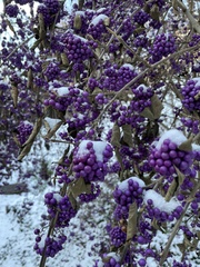 Callicarpa