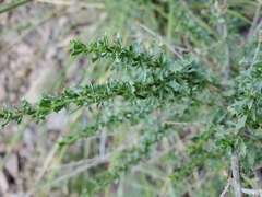 Brickellia laciniata