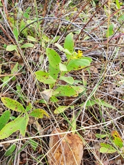 Solidago radula
