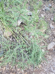 Brickellia laciniata