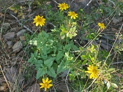 Heliopsis parvifolia