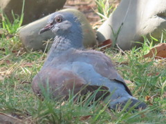 Columba guinea phaeonota
