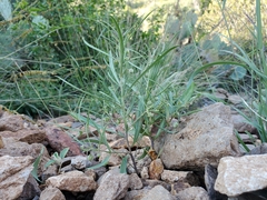 Pombalia verticillata