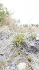 Saccharum spontaneum