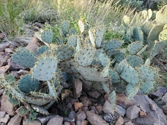 Opuntia chisosensis