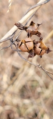 Dioscorea villosa